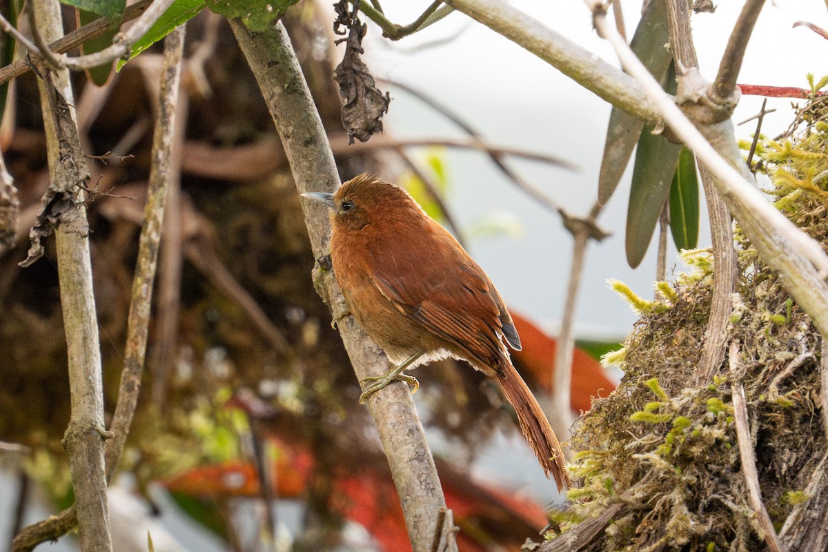 Russet-mantled Softtail - ML626549487