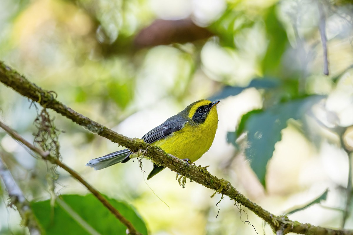 Yellow-bellied Fairy-Fantail - ML626549507