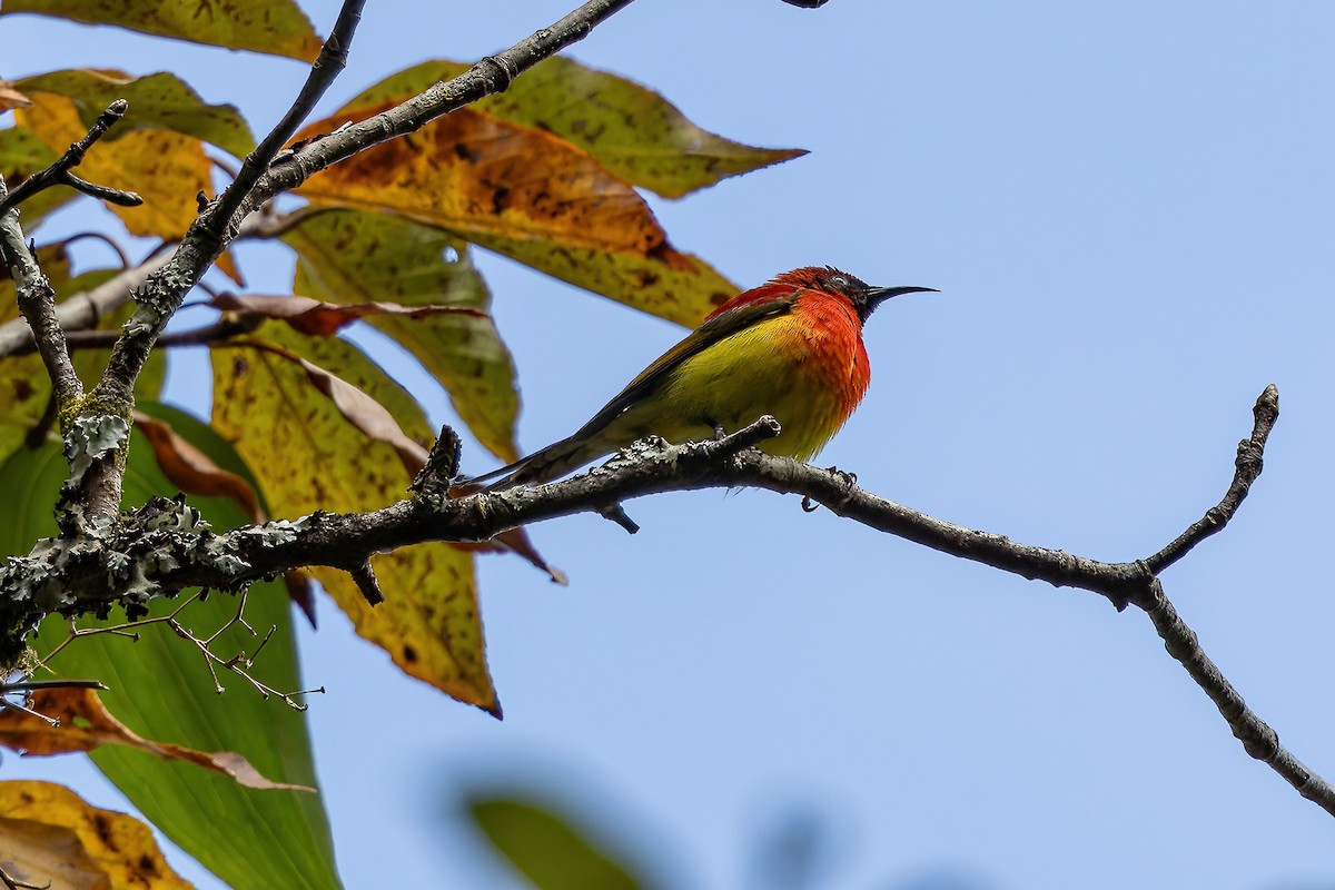 藍喉太陽鳥 - ML626549518