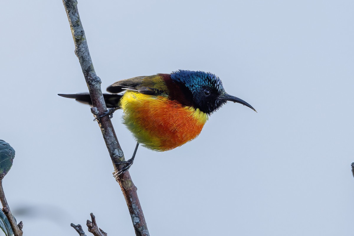 Green-tailed Sunbird - ML626549523