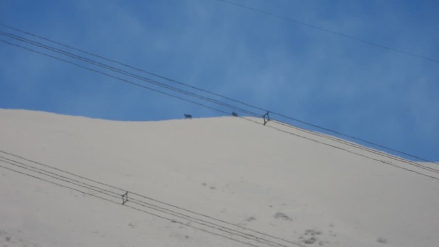 コンドル - ML626549622