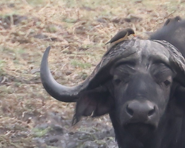 Yellow-billed Oxpecker - ML626549793