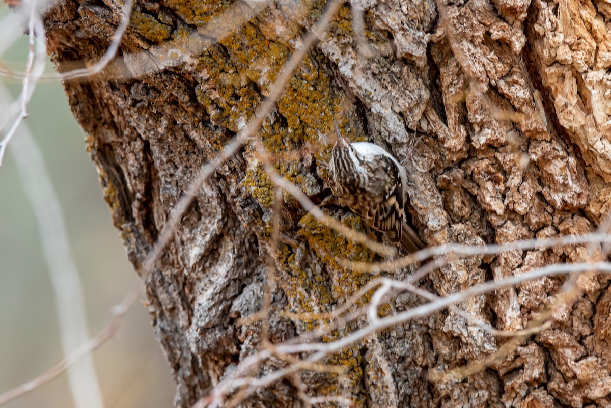 Brown Creeper - ML626549842