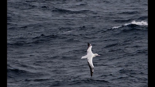 Snowy Albatross - ML626549948