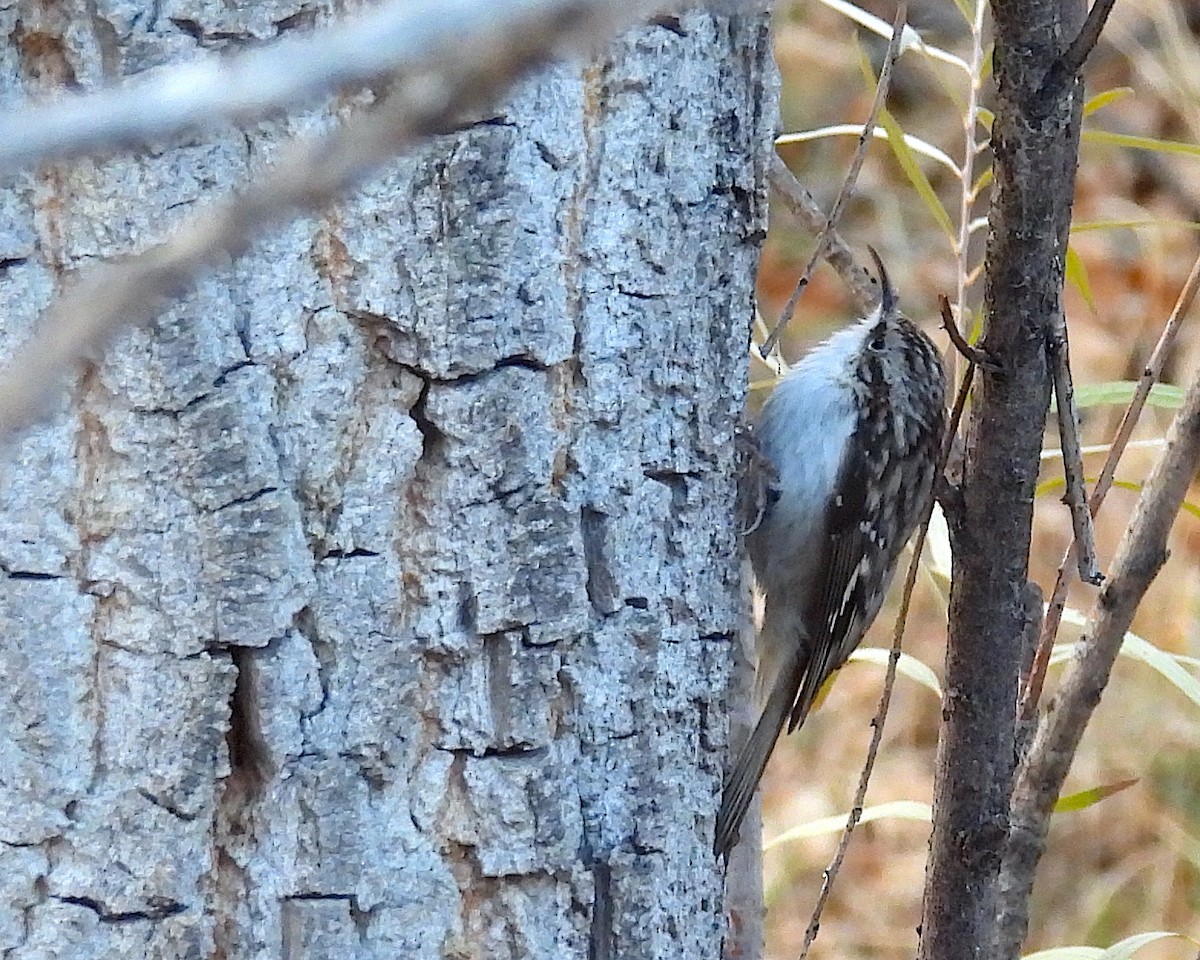 Brown Creeper - ML626550035