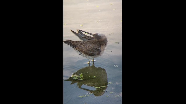 Хараалжин цууцил - ML626550057
