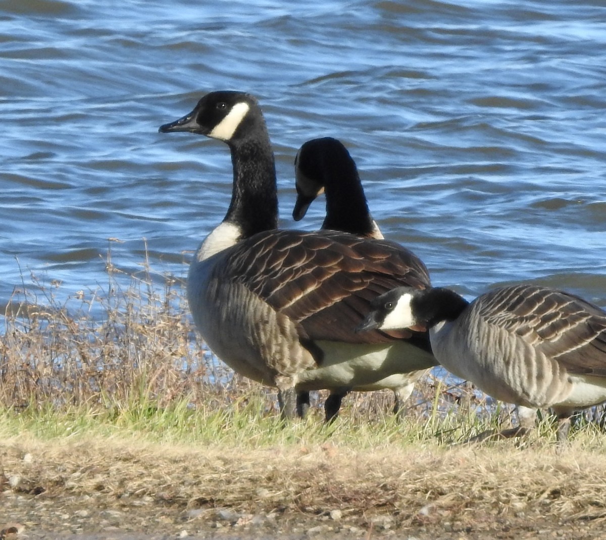 Canada Goose - ML626550075