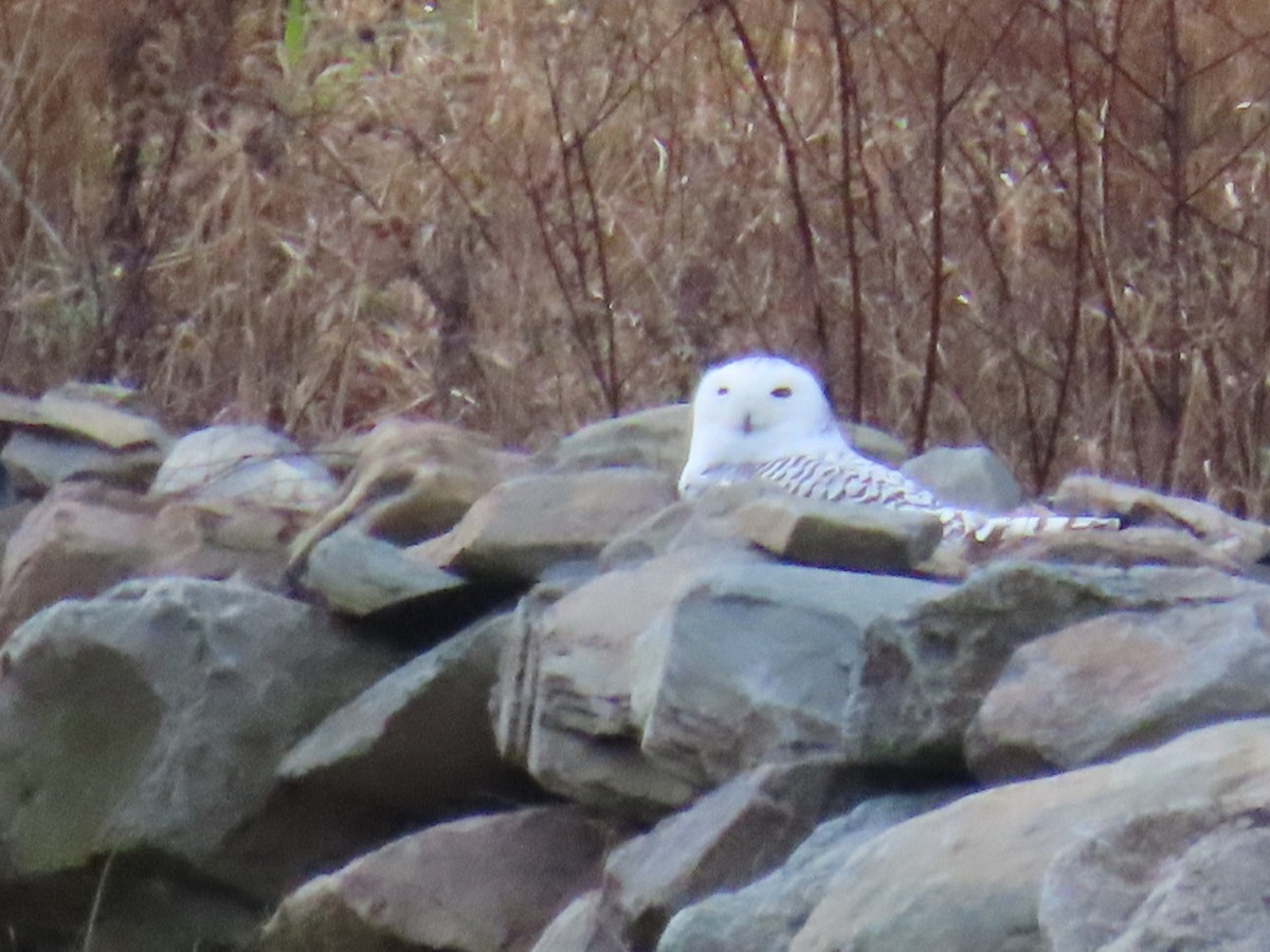 Snowy Owl - ML626550178