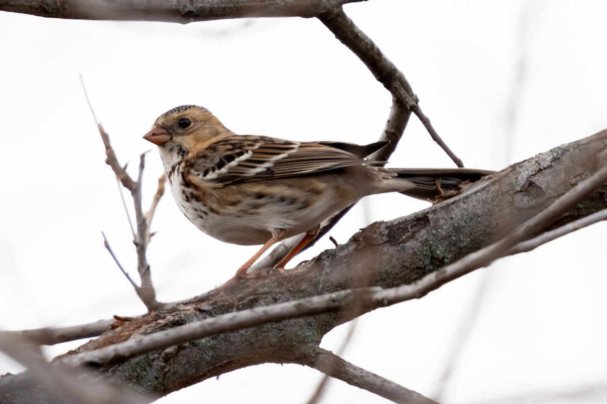 Harris's Sparrow - ML626550189