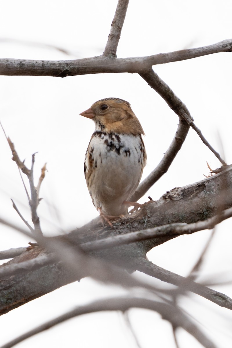 Harris's Sparrow - ML626550190