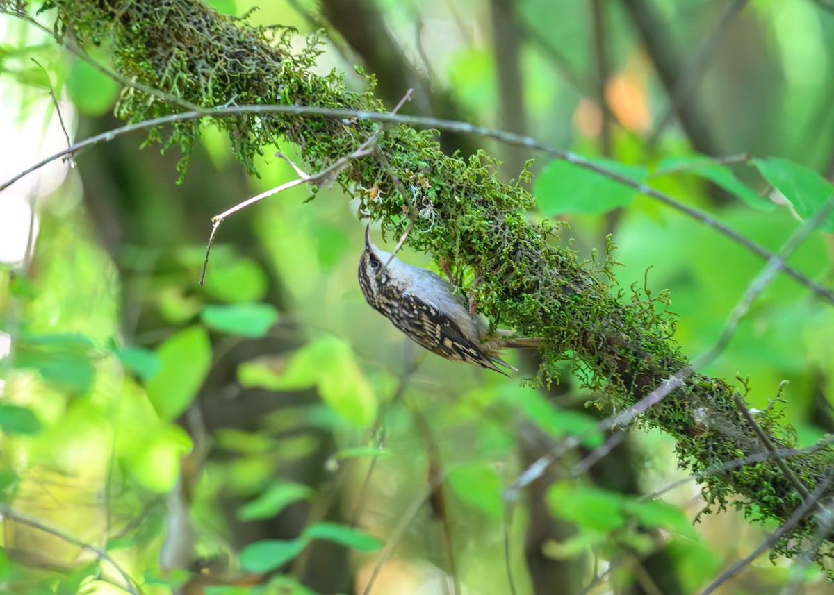 Brown Creeper - ML626550360