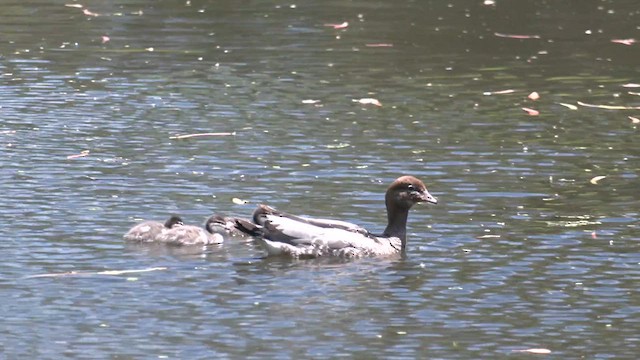 Maned Duck - ML626550382