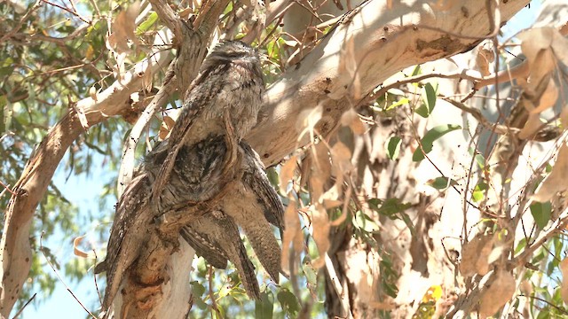 Tawny Frogmouth - ML626550411