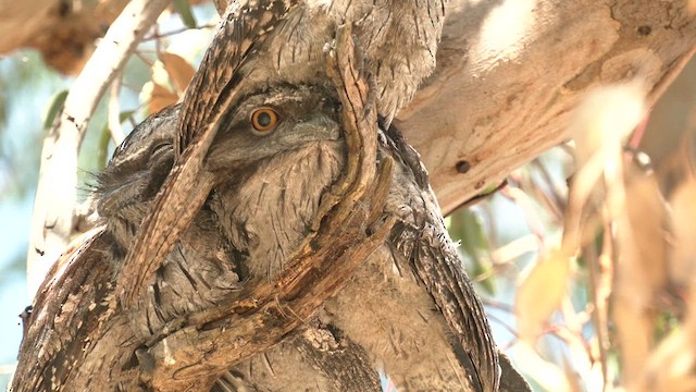Tawny Frogmouth - ML626550417