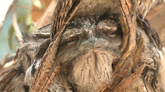 Tawny Frogmouth - ML626550420
