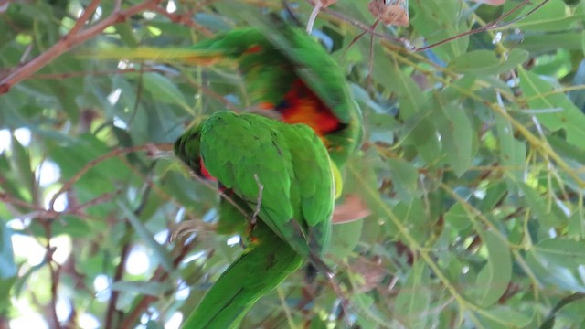 Rainbow Lorikeet - ML626550465