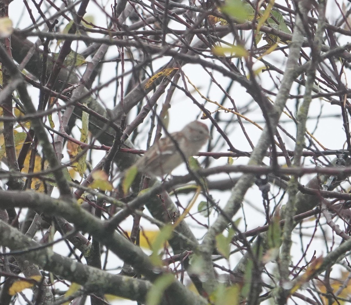 American Tree Sparrow - ML626550519