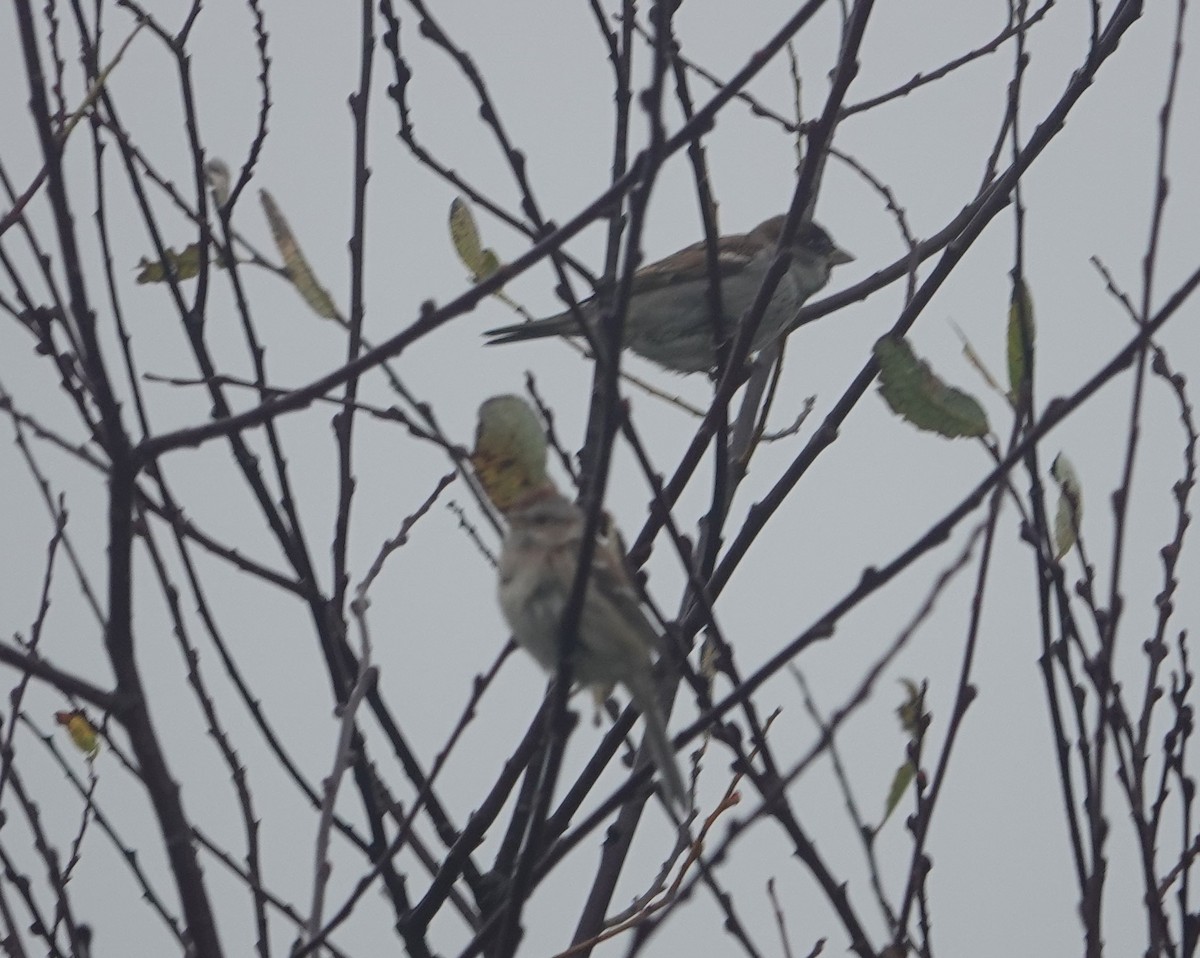 American Tree Sparrow - ML626550523