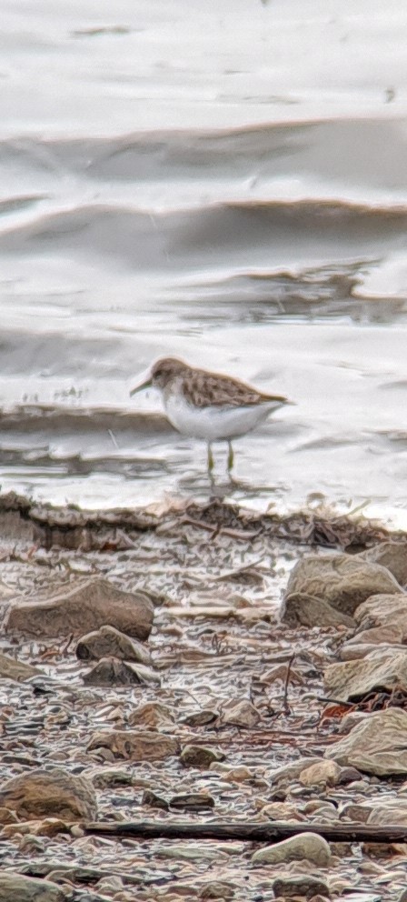 Least Sandpiper - ML626550524
