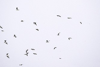 Franklin's Gull - ML626550531