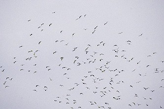 Franklin's Gull - ML626550533