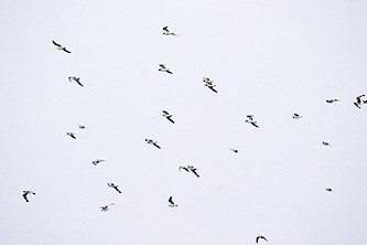 Franklin's Gull - ML626550534