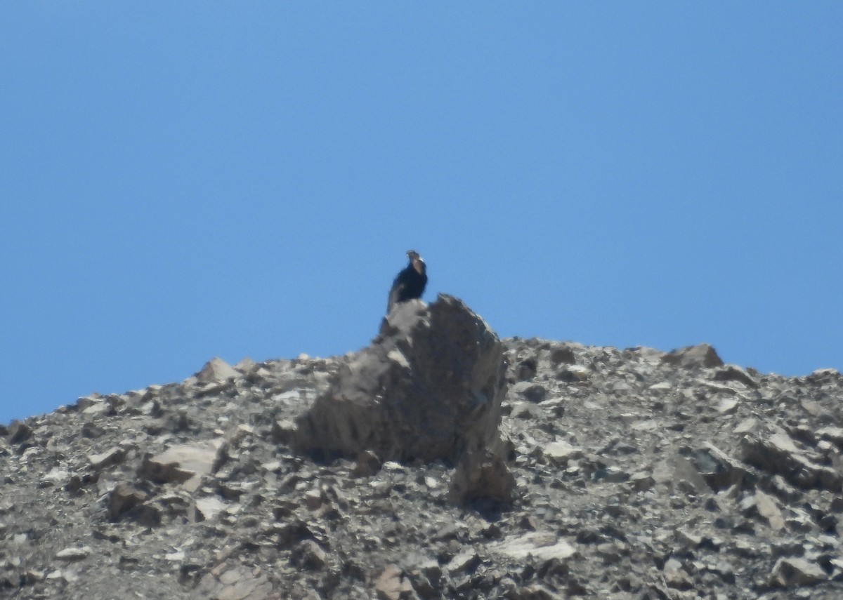 Andean Condor - ML626550573