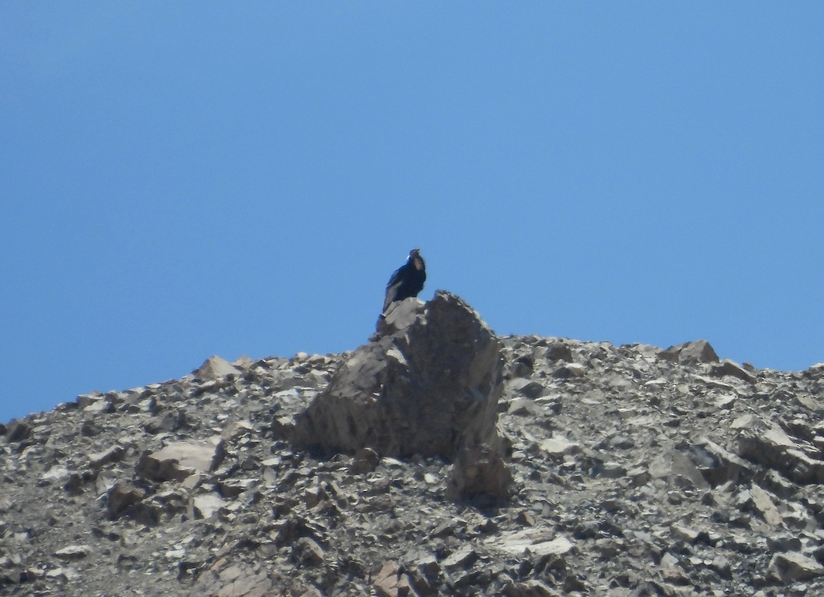 Andean Condor - ML626550578