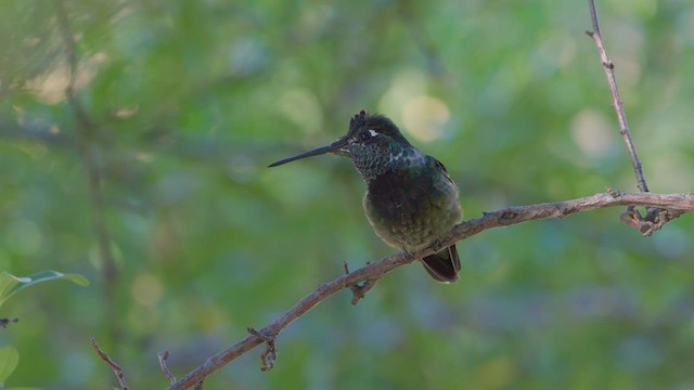 Rivoli's Hummingbird - ML626550688