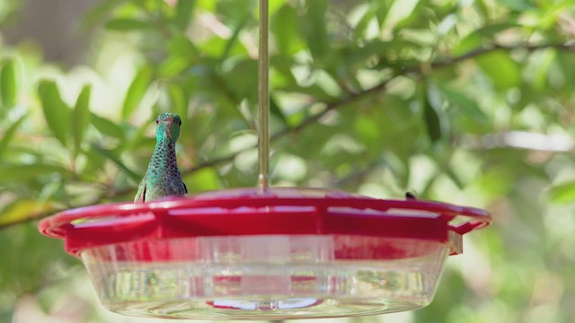 Berylline Hummingbird - ML626550707