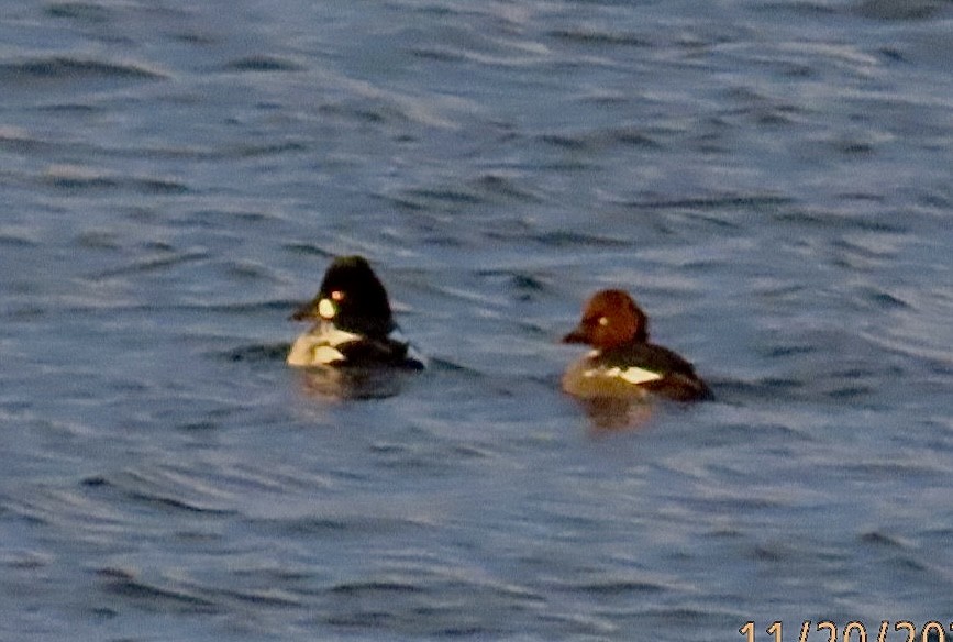 Common Goldeneye - ML626550717