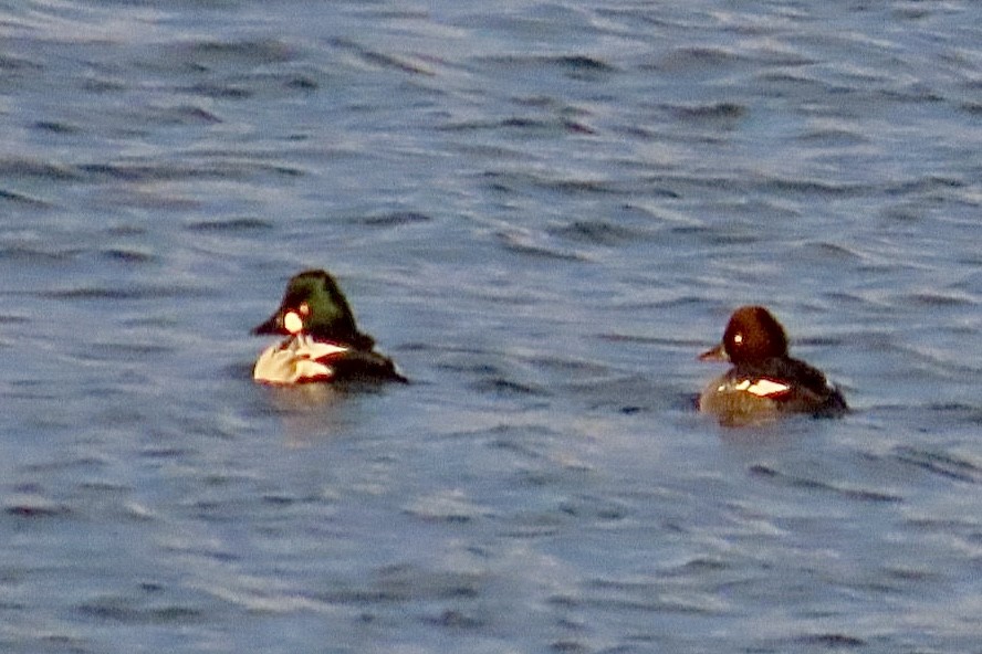 Common Goldeneye - ML626550718