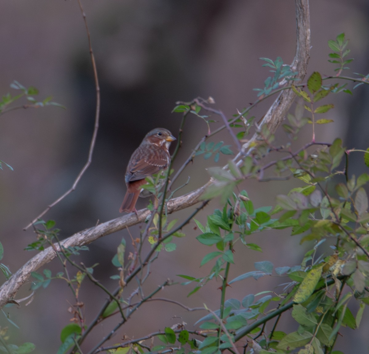 strnadec kaštanový (ssp. iliaca/zaboria) - ML626550738