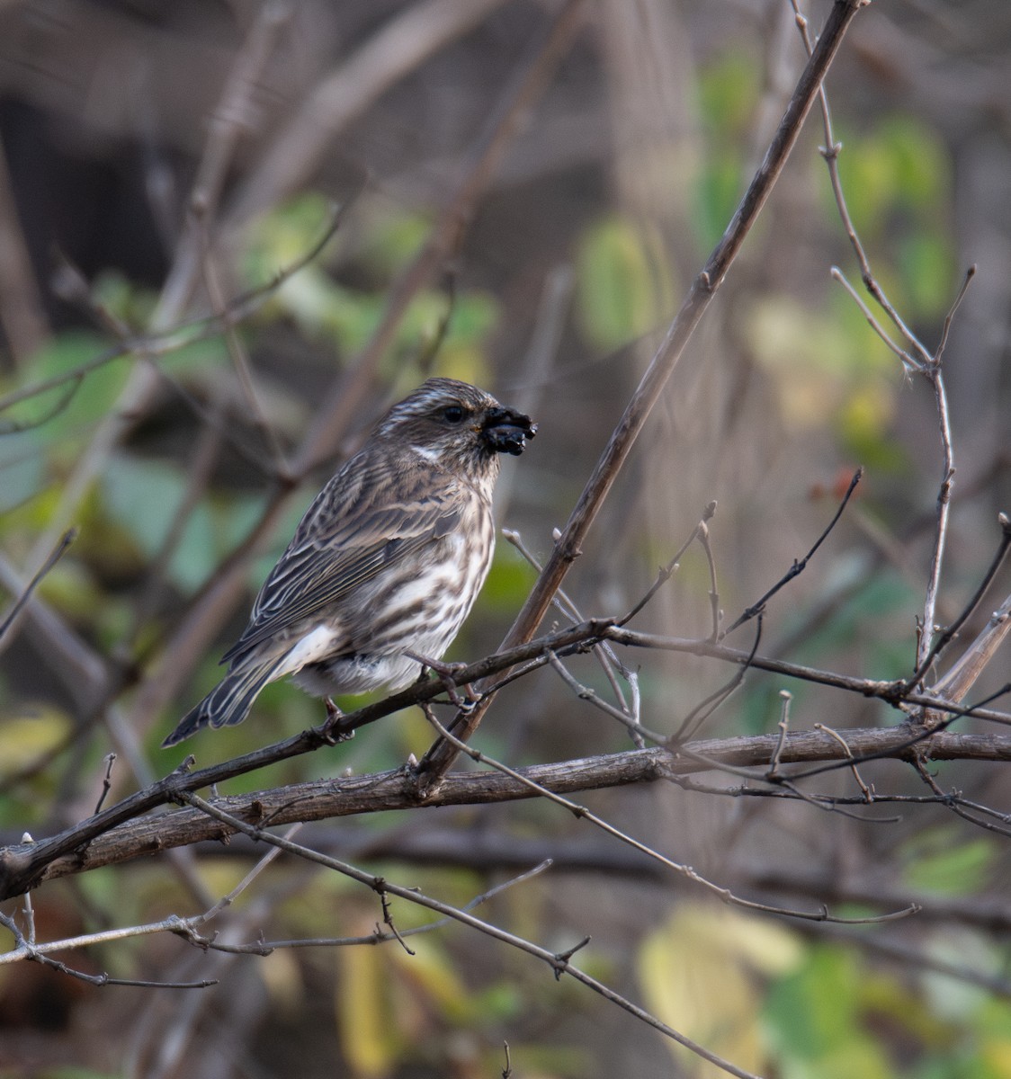Purple Finch - ML626550748