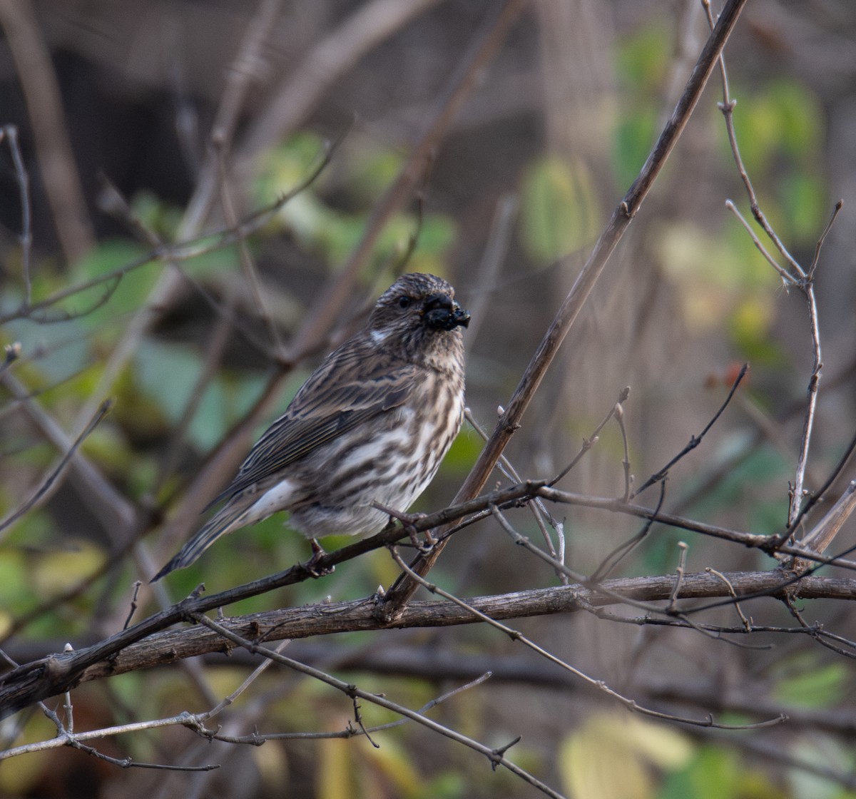 Purple Finch - ML626550777