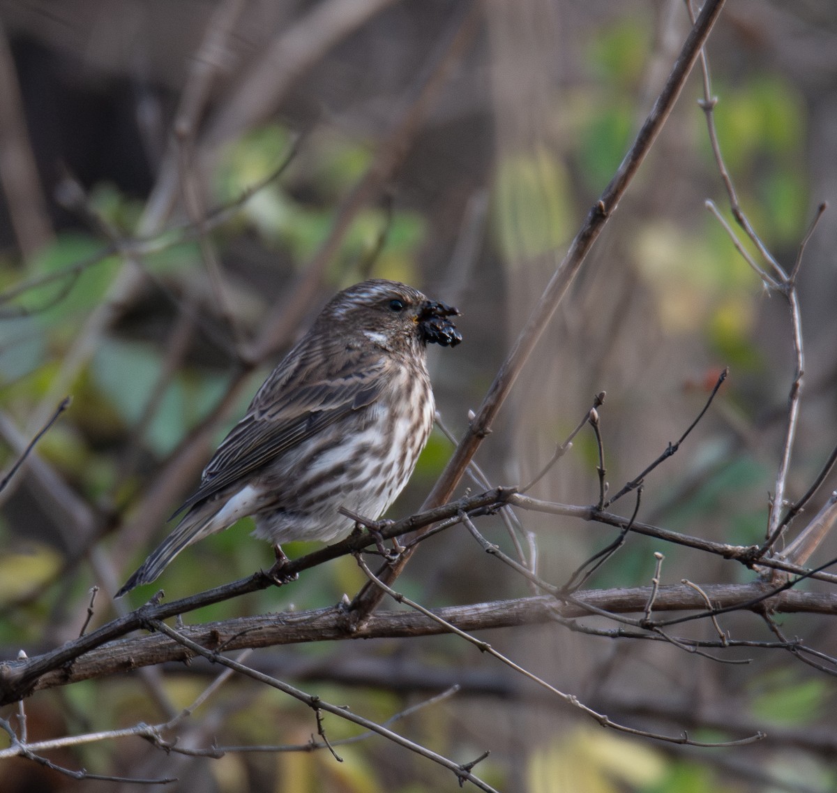 Purple Finch - ML626550779