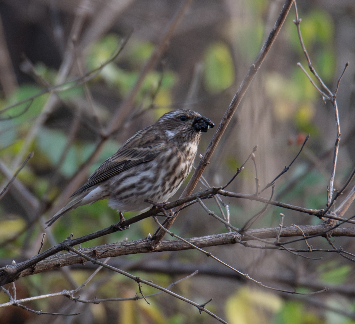 Purple Finch - ML626550782