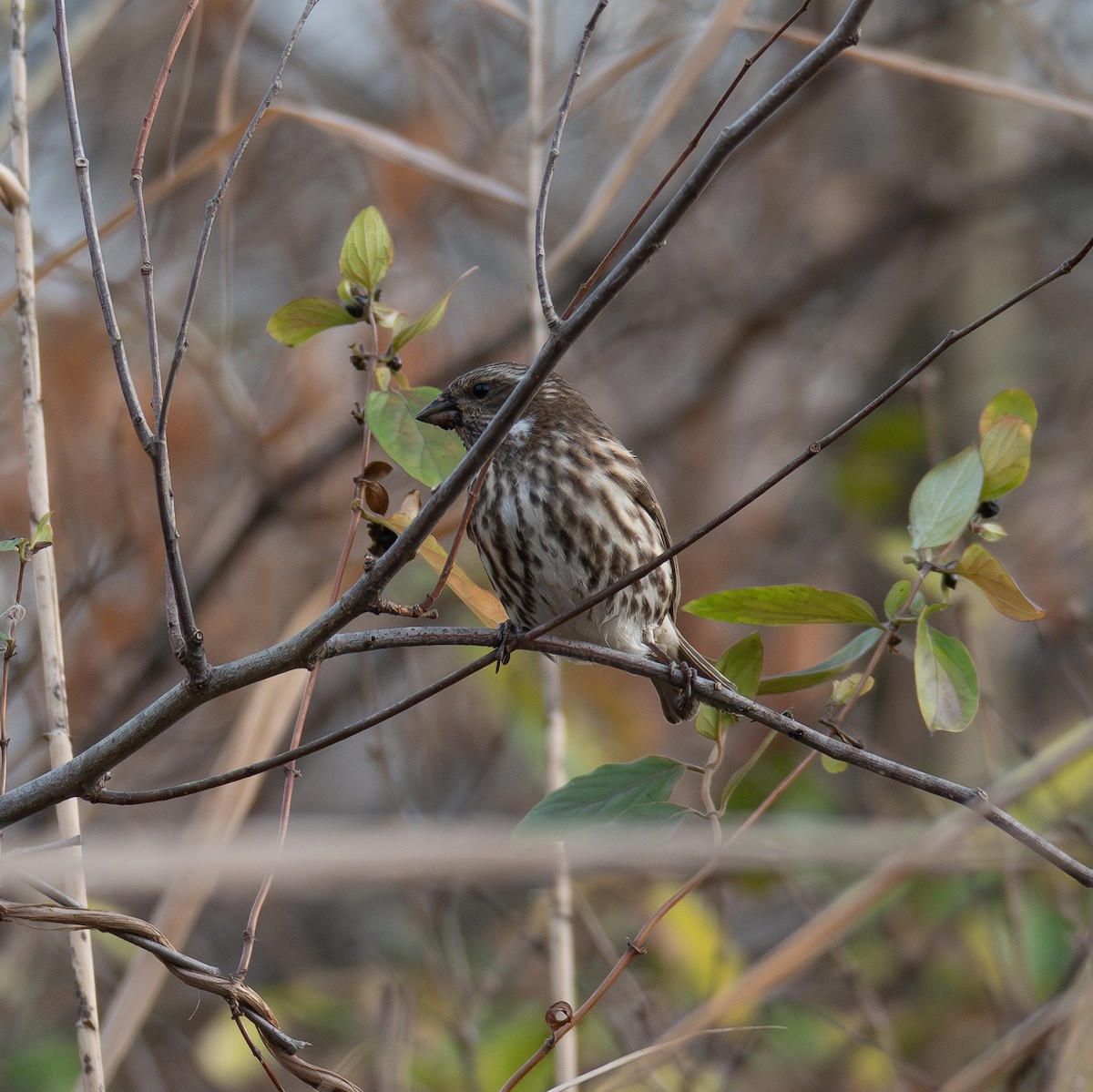 Purple Finch - ML626550784