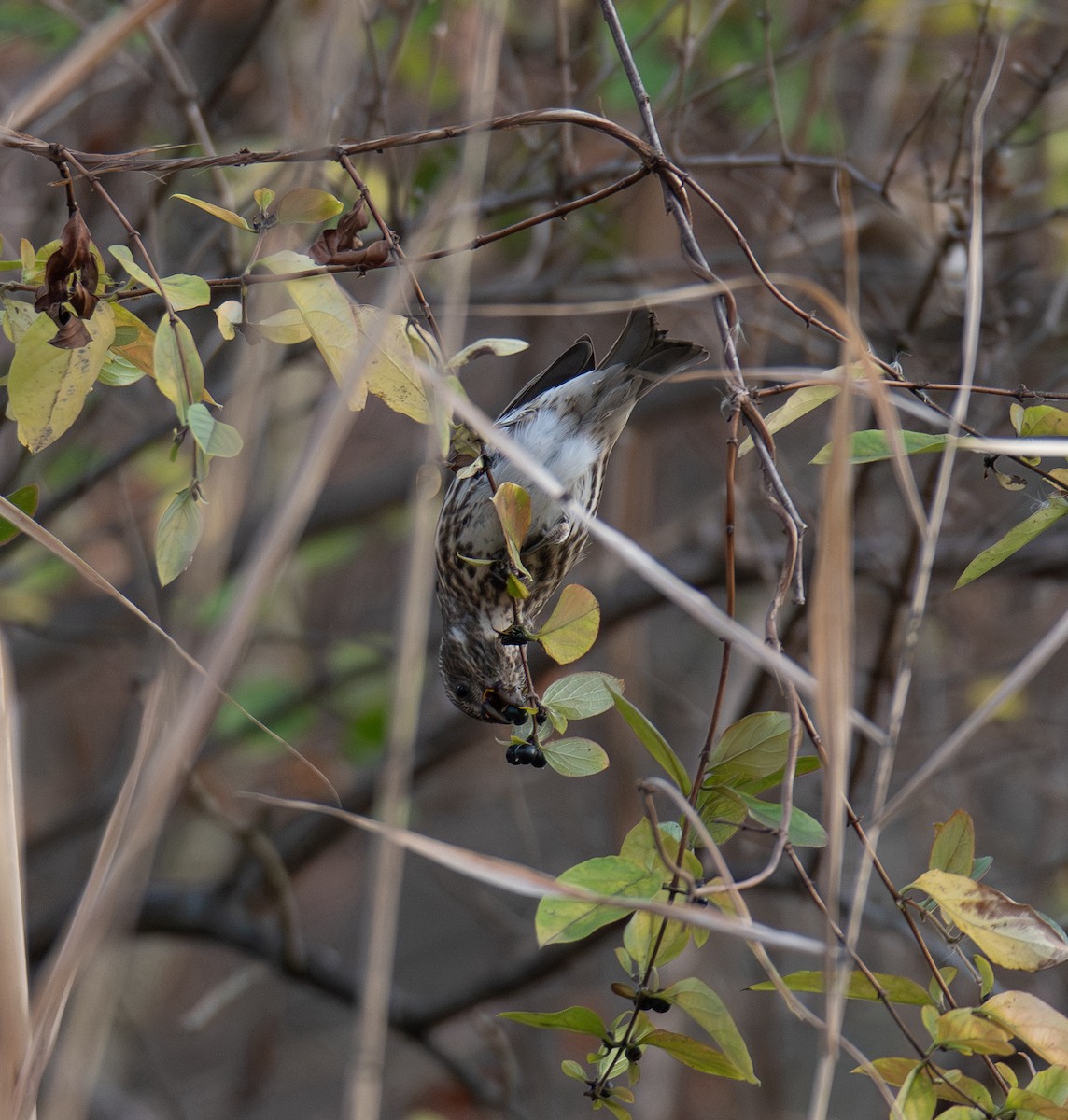 Purple Finch - ML626550787