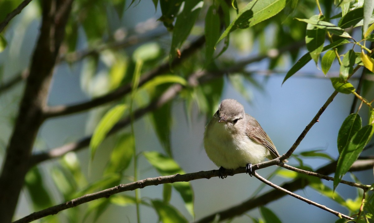 Warbling Vireo (Eastern) - Jay McGowan