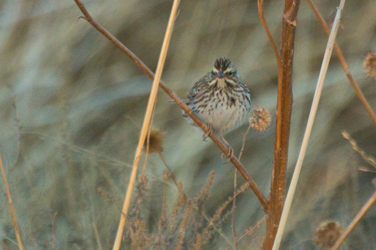 Savannah Sparrow - ML626551000