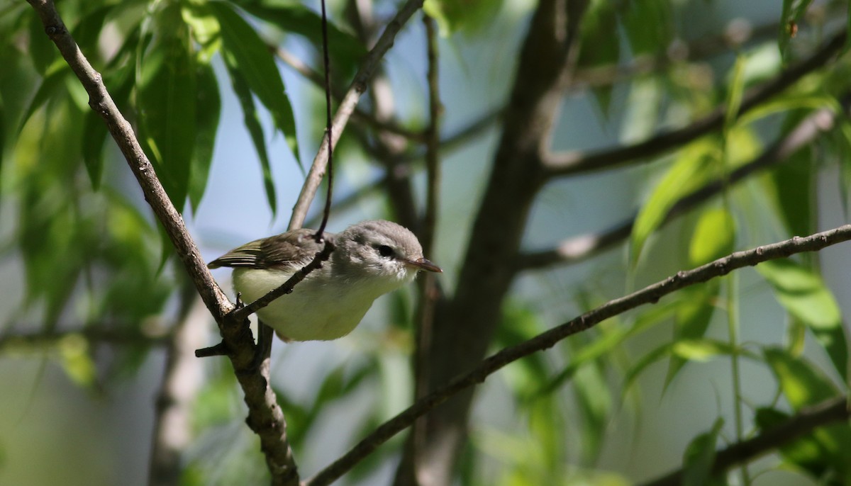 Warbling Vireo (Eastern) - Jay McGowan