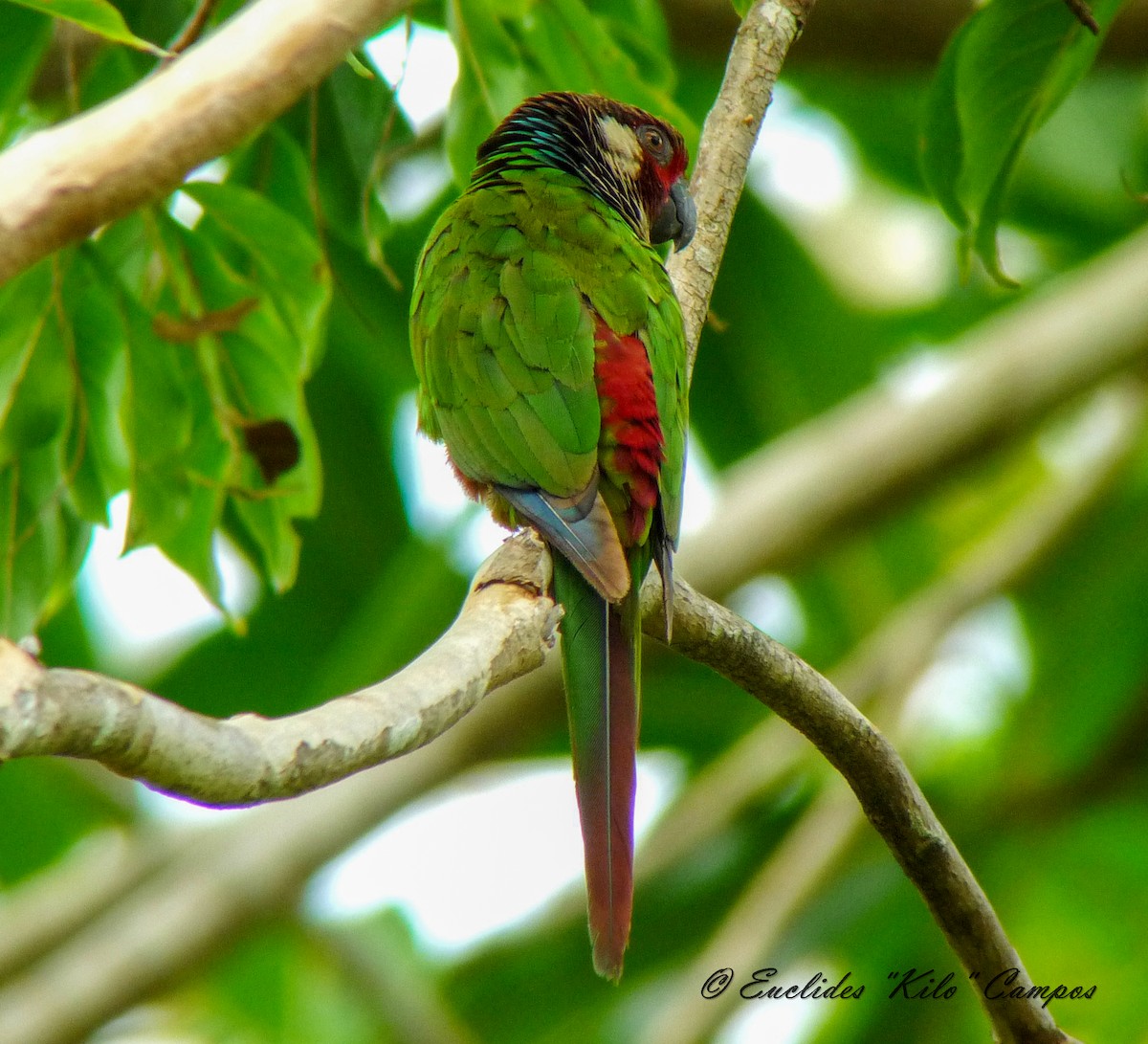 Subandean Parakeet (Azuero) - ML626551099