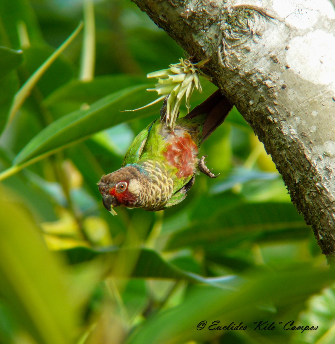 Subandean Parakeet (Azuero) - ML626551100