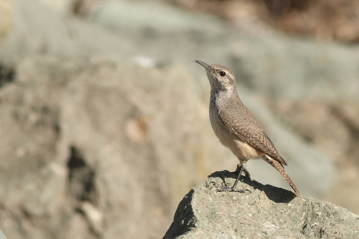 Rock Wren - ML626551120