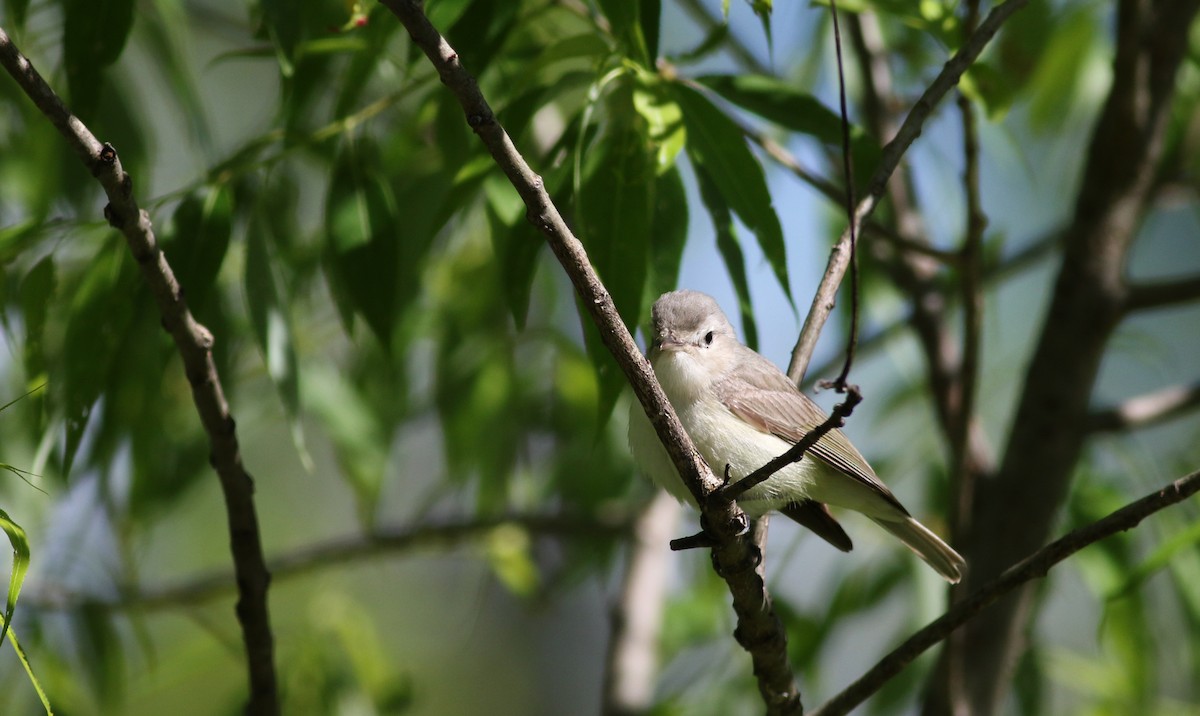 Warbling Vireo (Eastern) - Jay McGowan