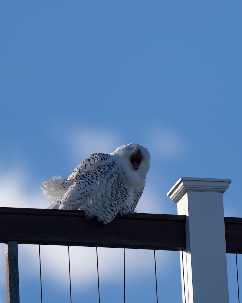 Snowy Owl - ML626551210