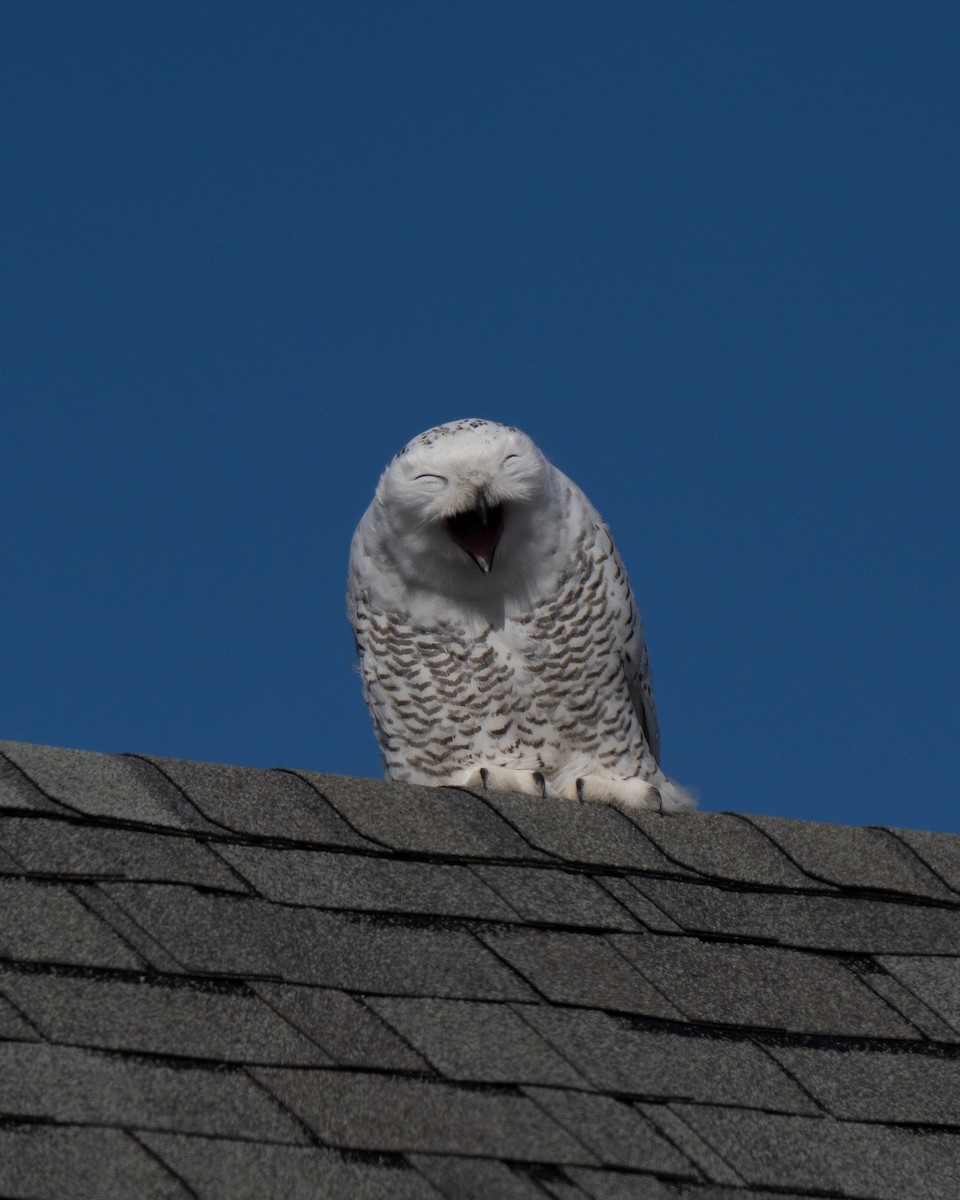 Snowy Owl - ML626551211