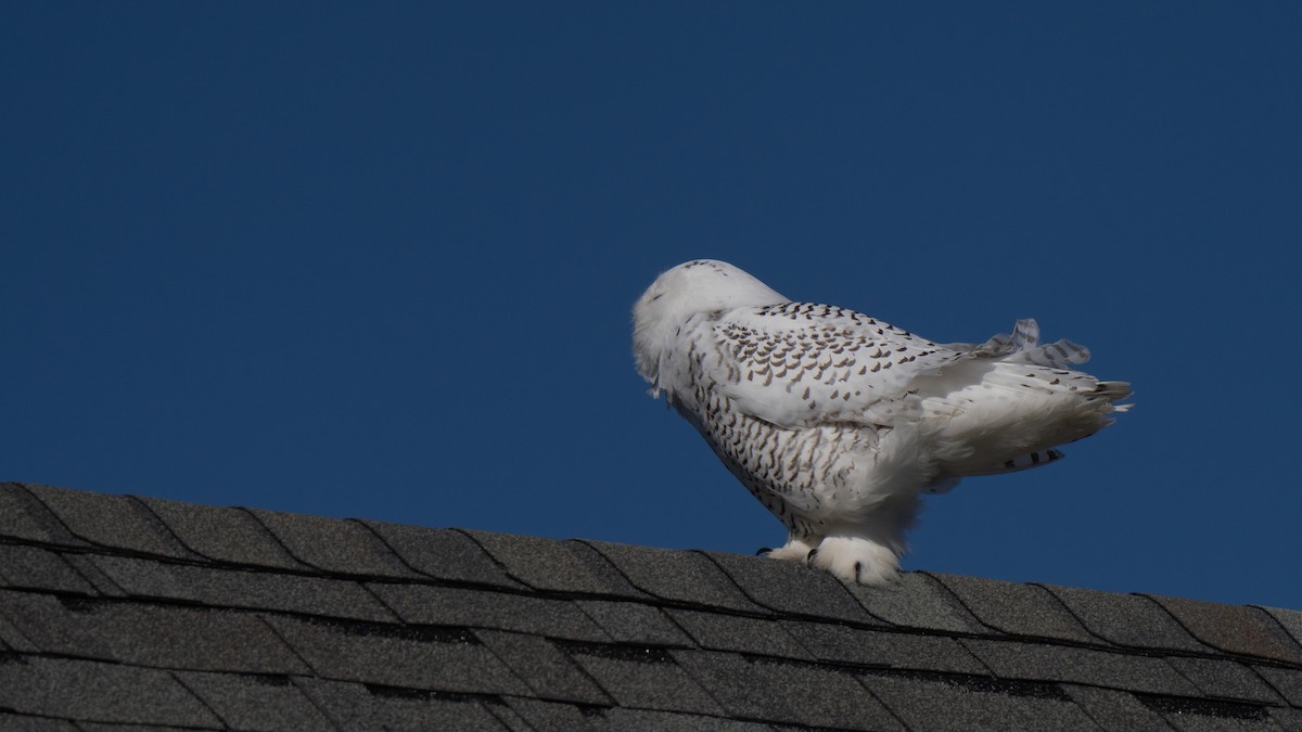 Snowy Owl - ML626551213