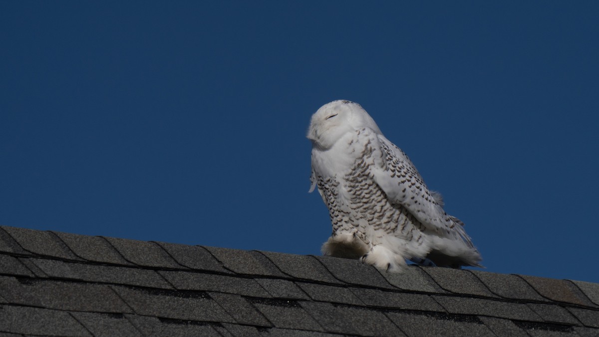 Snowy Owl - ML626551214